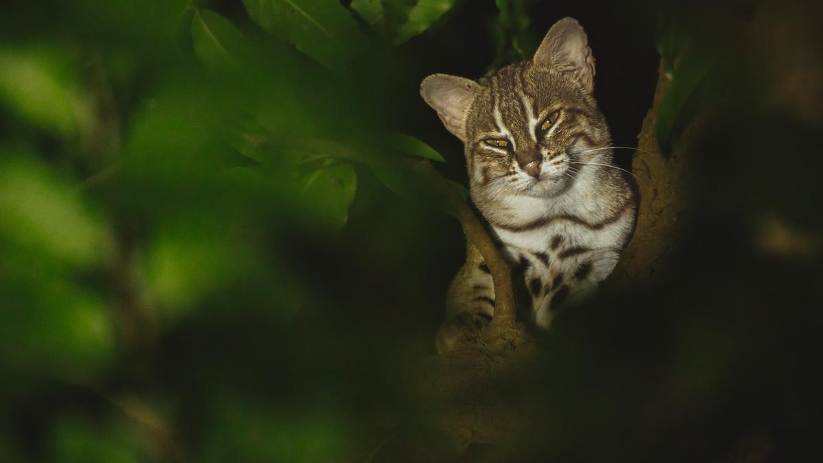 In a first, world’s smallest wild cat snapped with kitten in Faridabad; confirms breeding outside protected areas, say researchers