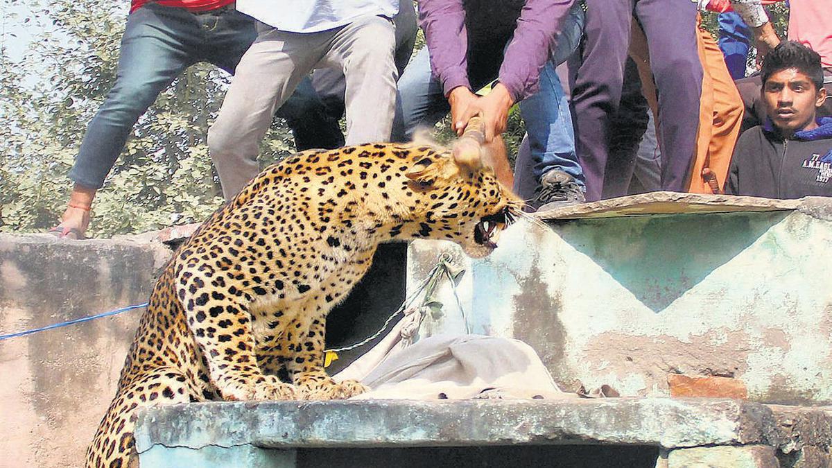 Why leopards are changing their hunting spots - The Hindu