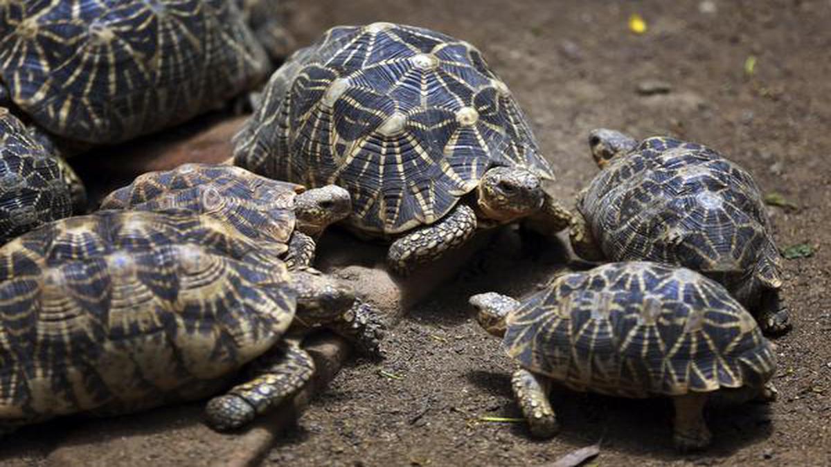 ‘50 Indian star tortoises rescued from Singapore’ - The Hindu