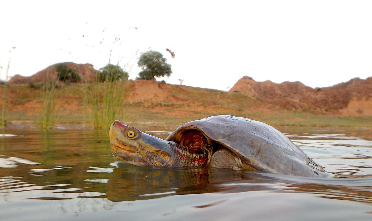 The battle to bring freshwater turtles back from the brink