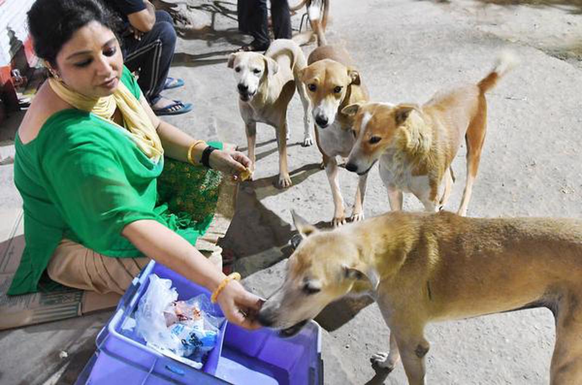 Delhi's stray dog problem is a vexing issue for residents - The Hindu