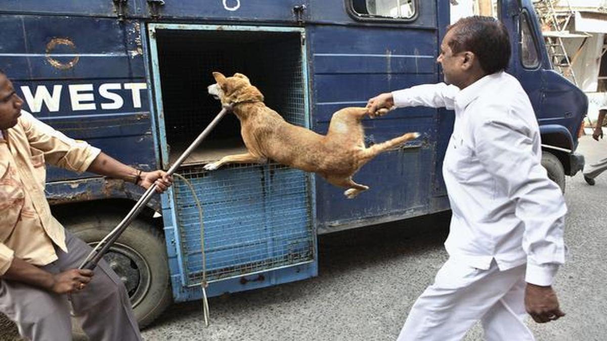 Man moves HC against people feeding stray dogs in his society The Hindu