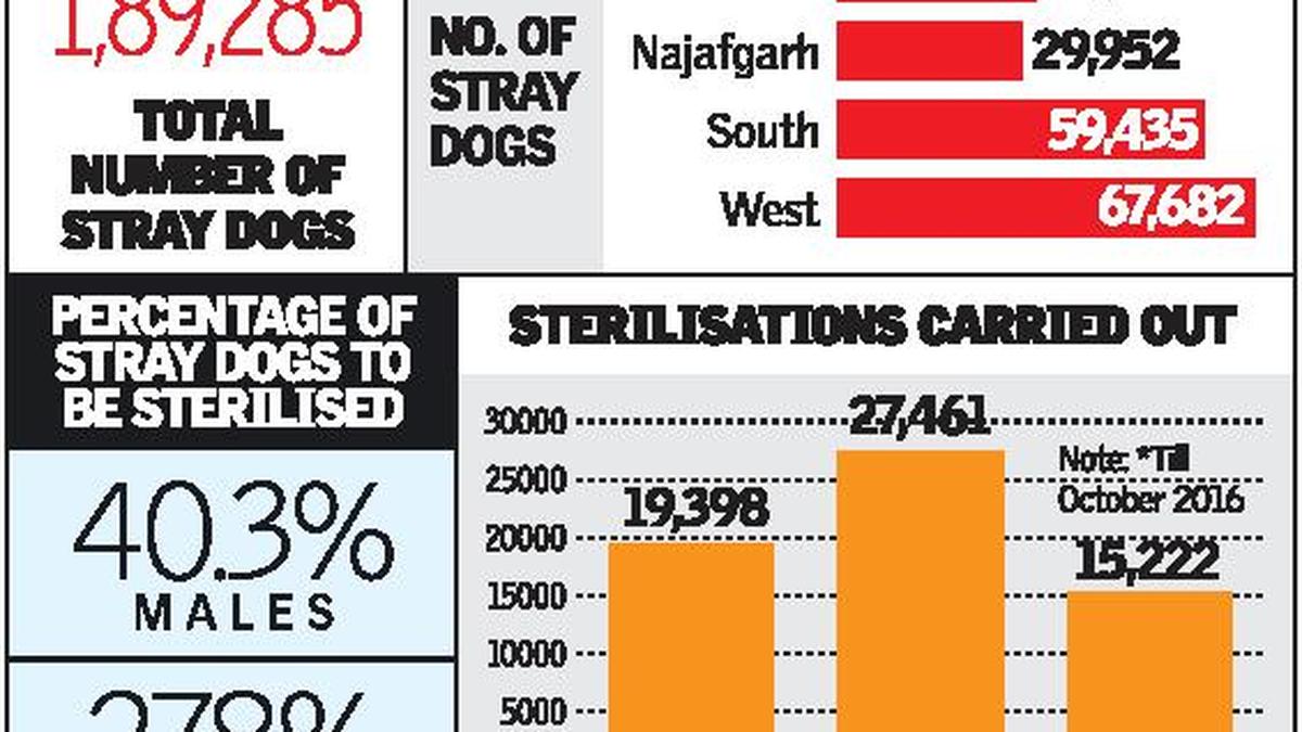 All South Delhi stray dogs to be sterilised, vaccinated The Hindu