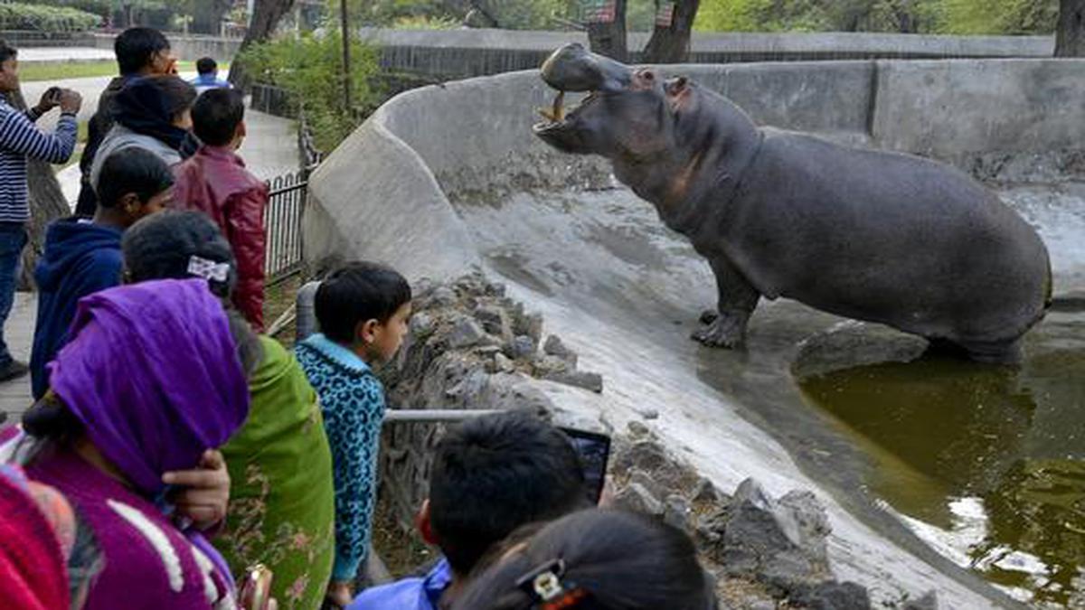 After 84 days, Delhi zoo throws open its gates The Hindu
