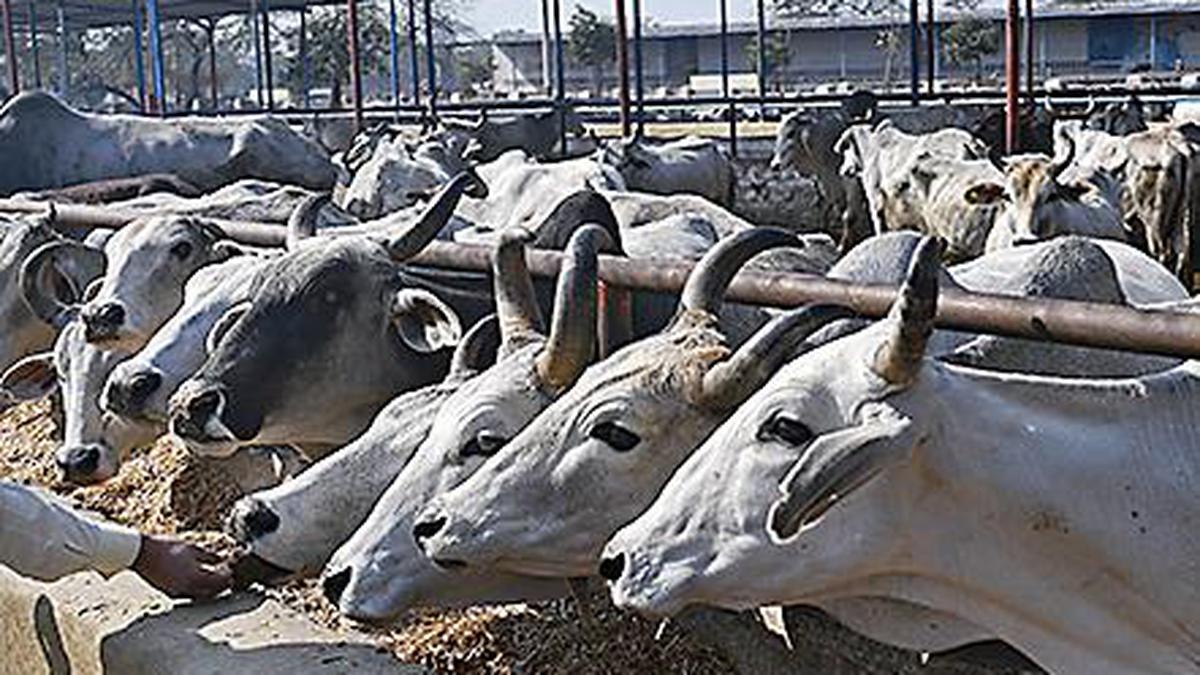 Dairy farmers demand withdrawal of anti-cow slaughter legislation, allege double standards for corporates