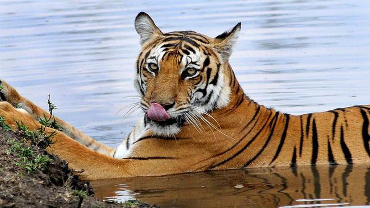 New mobile app M-STrIPES used to estimate tiger population: Wildlife ...