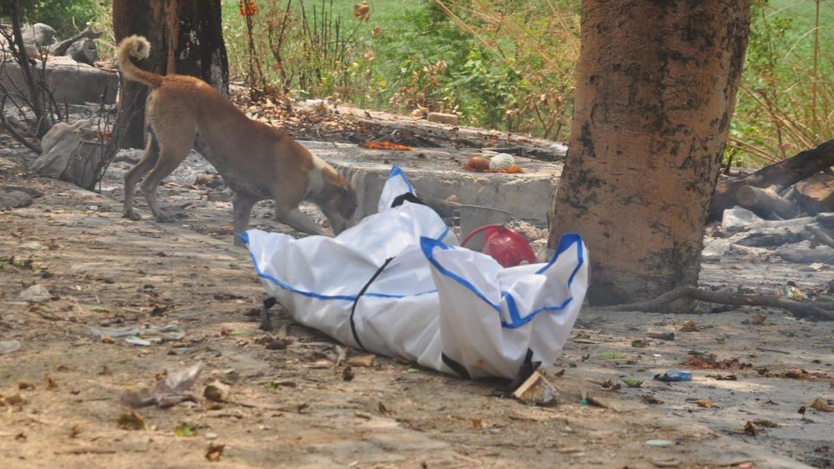 Dog gnaws at body of COVID-19 victim in Hindon