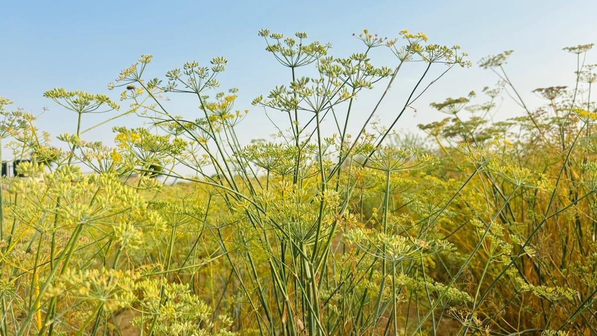 4 districts in Rajasthan set to become hubs of fennel production