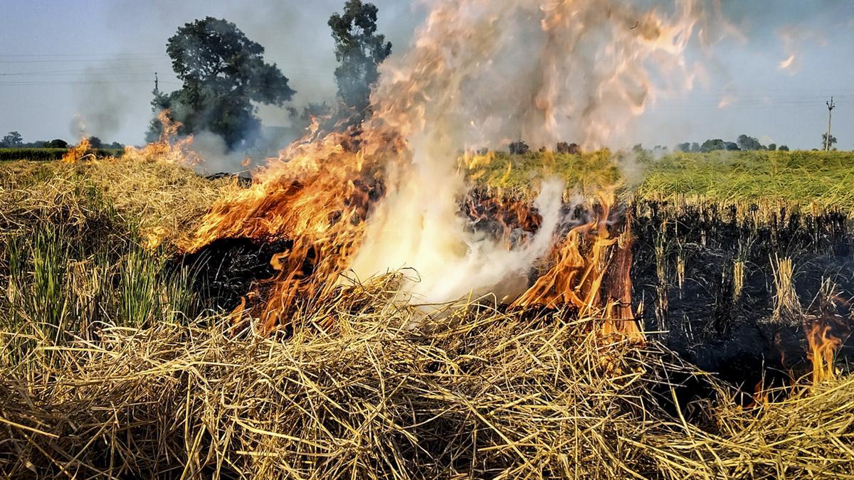 CAQM yet to submit data on increase in stubble ‘burnt area’ to apex court