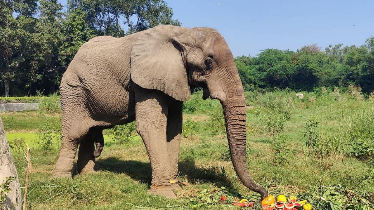 Delhi zoo’s lone African elephant Shankar released from chains