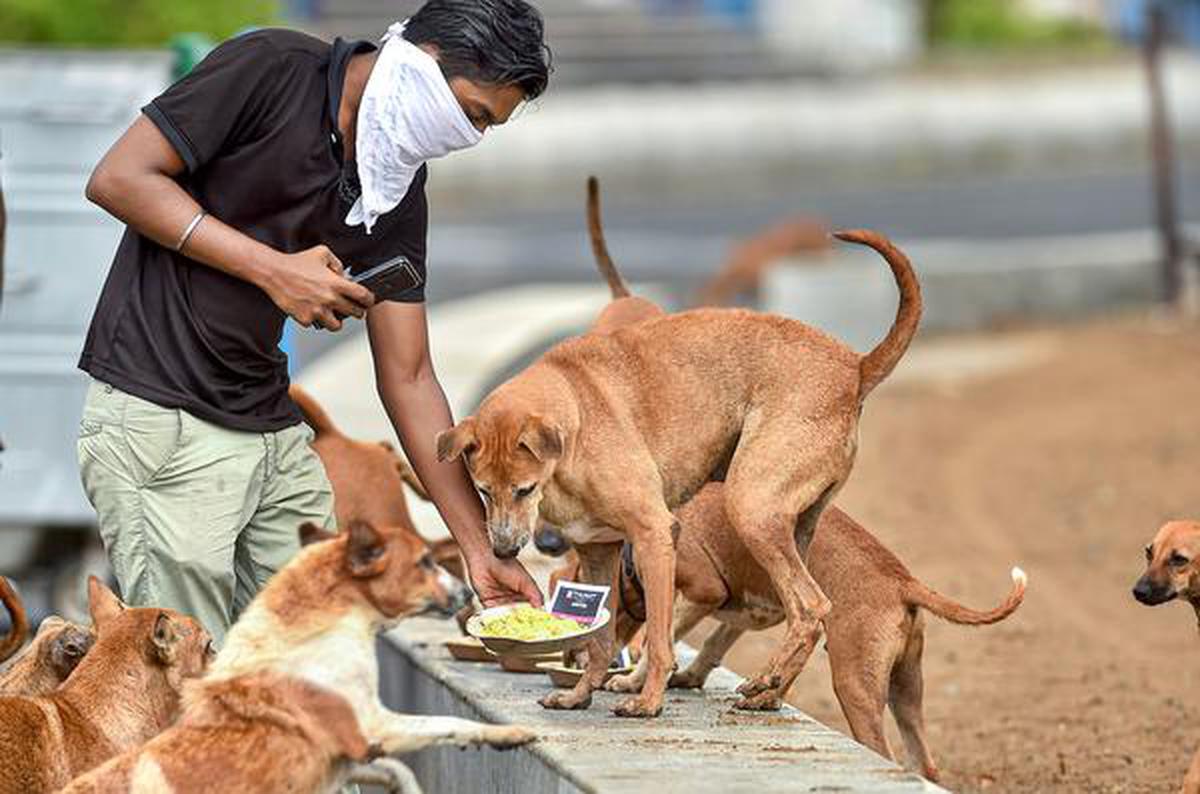 HC ruling will ensure dog lovers are not harassed' - The Hindu