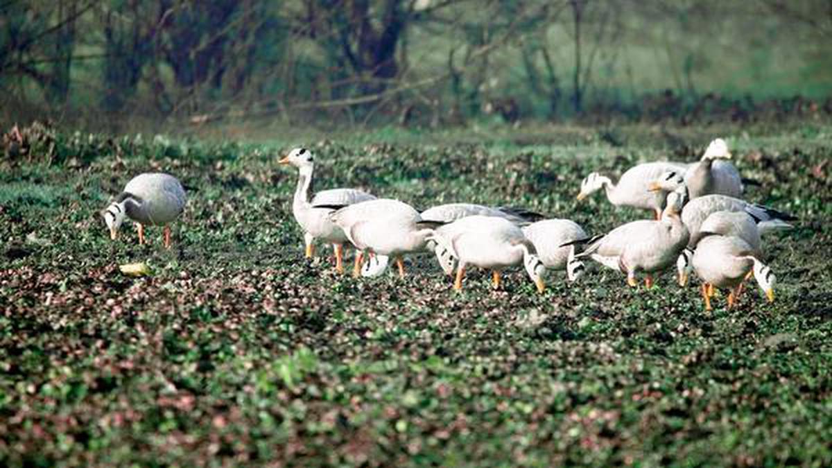 Basai wetlands: An oasis in the heart of a concrete jungle