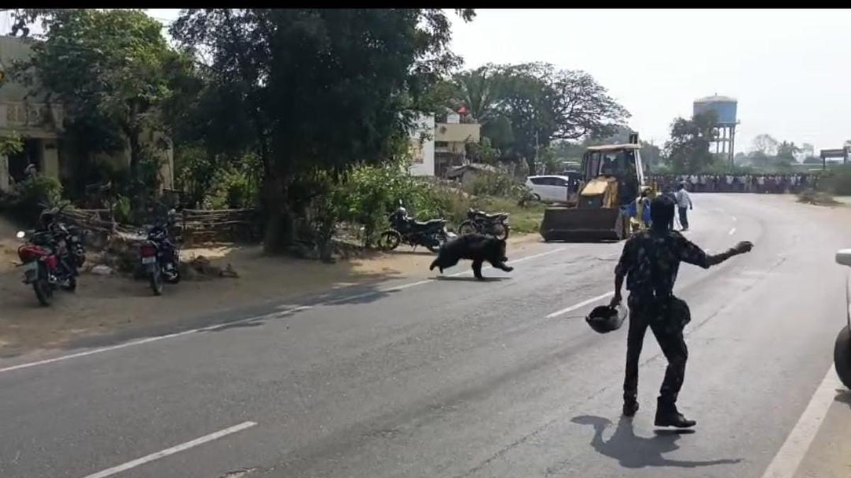 Sloth bear strays into residential area in Karimnagar, rescued