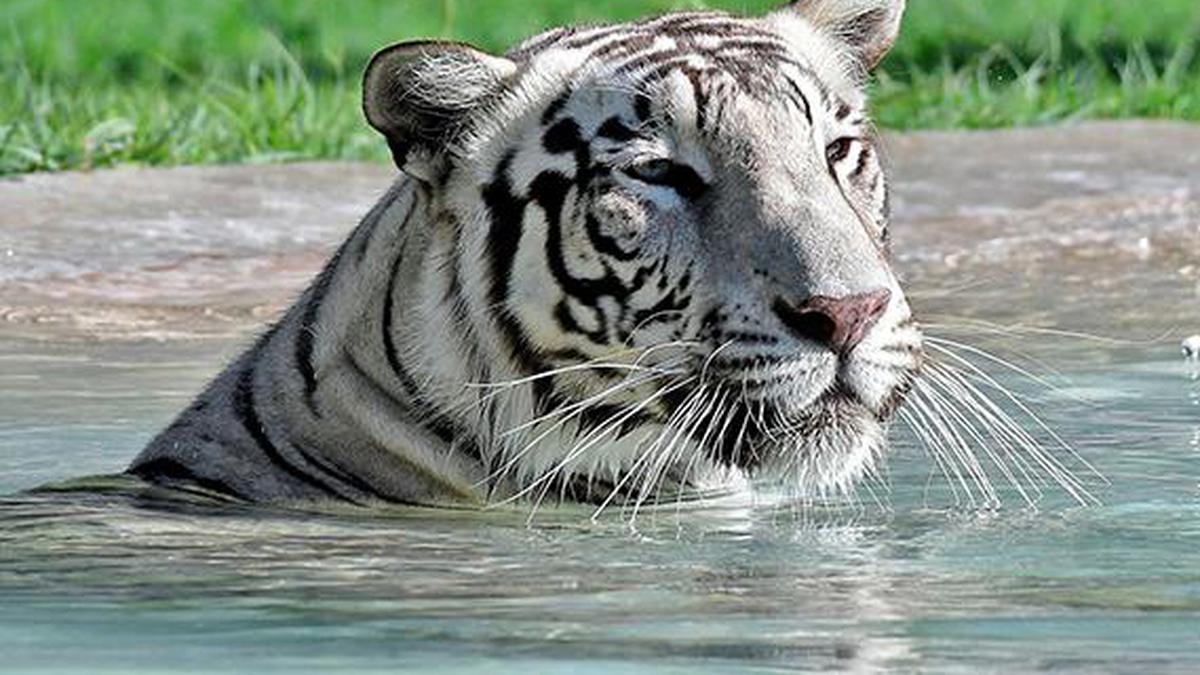 ‘Captive breeding of white tigers leads to genetic defects’ - The Hindu