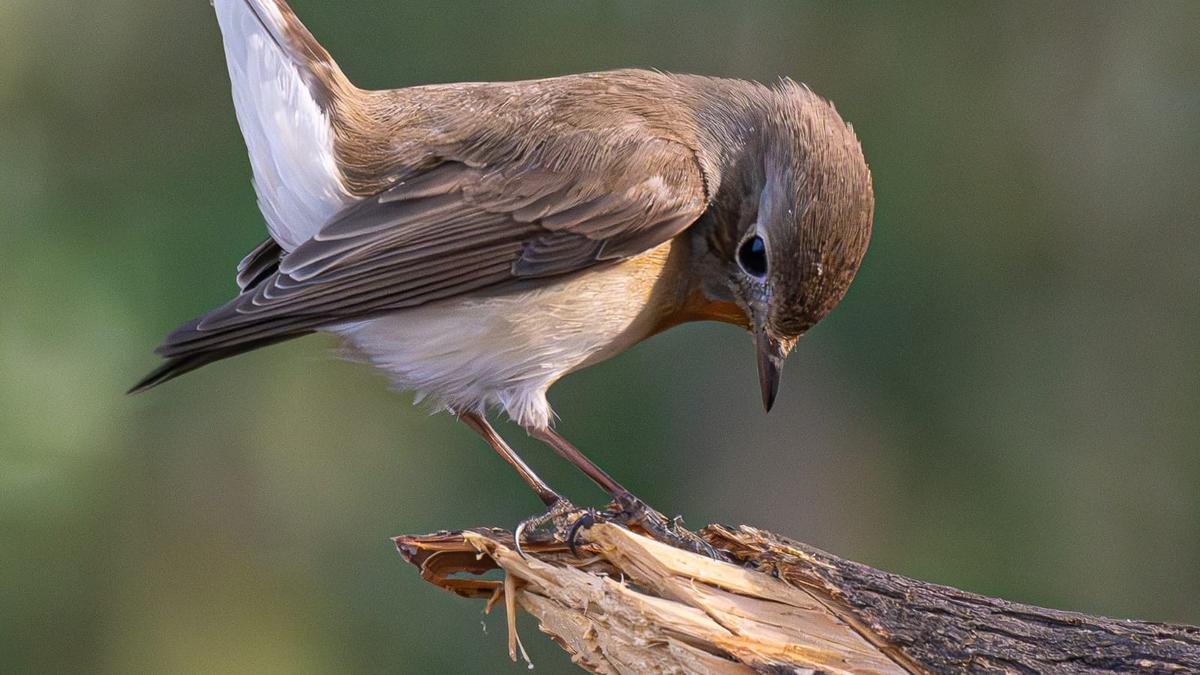 Red-breasted Flycatcher: A 12 cm bird which migrates from Eastern Europe to Hyderabad’s Ameenpur lake