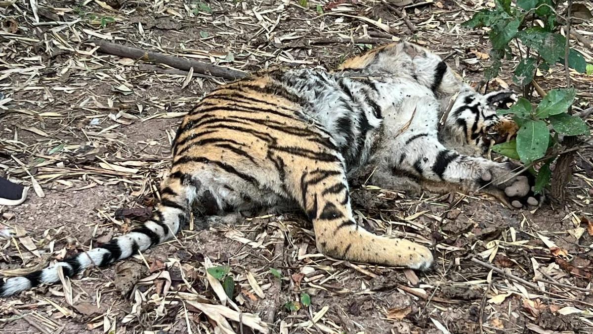 Two tiger deaths reported in two days from Asifabad