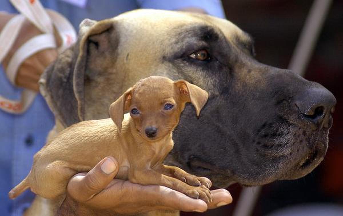 Is Dog Breeding Illegal In India