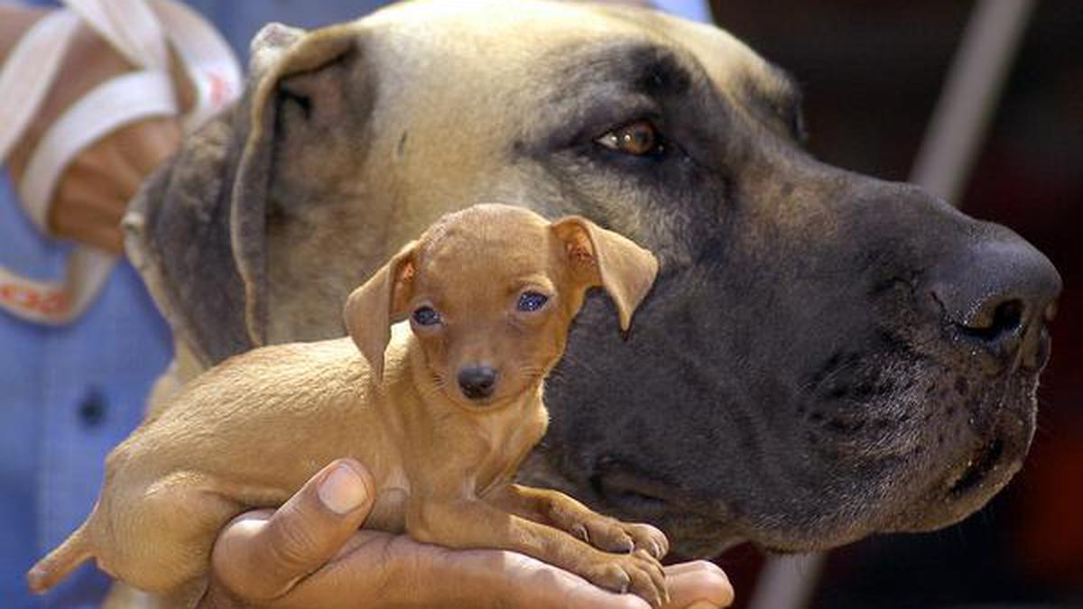 Animal Welfare Board to act against illegal dog breeding The Hindu