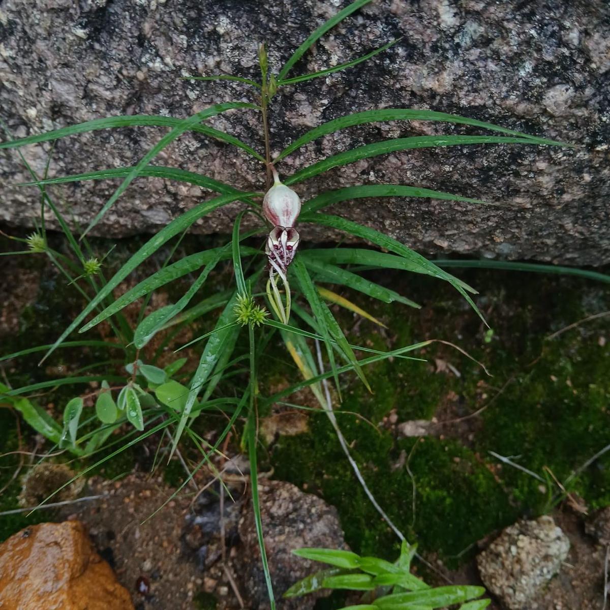 The elusive Ceropegia spiralis sighted by M.Sc student Aparna Sankaran on August 7 in University of Hyderabad.
