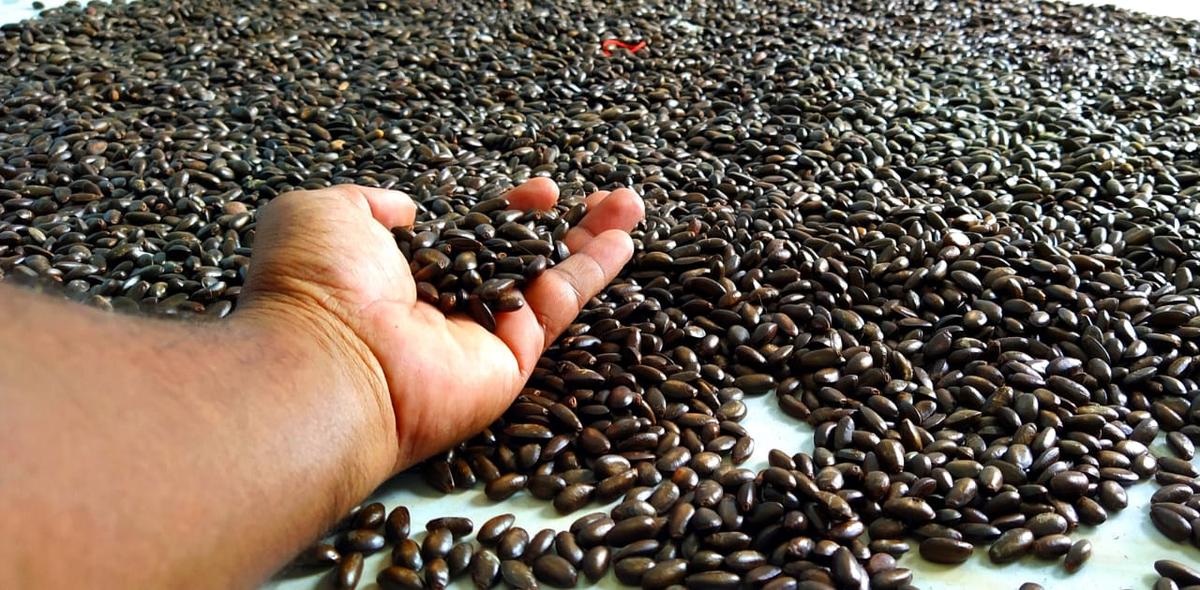 Custard apple seeds were dispersed in Rajanna Sircilla forest area in Telangana Custard apple seeds were dispersed in Rajanna Sircilla forest area in Telangana