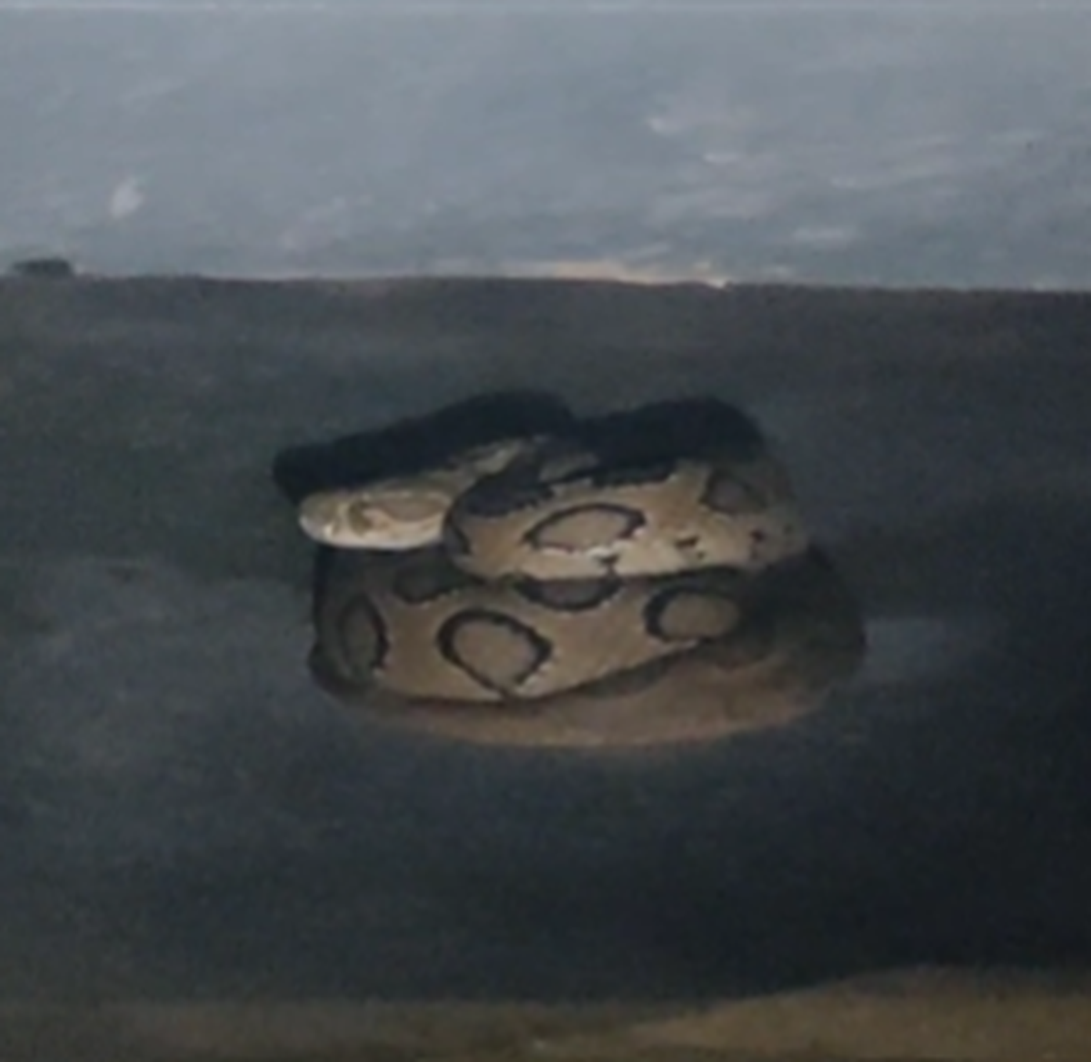 A Russel’s Viper coiled under a car. A Russel’s Viper coiled under a car.