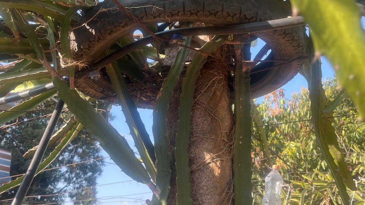 Used rubber tyres repurposed as trellis-tops by Dragon Fruit farmers in Telangana