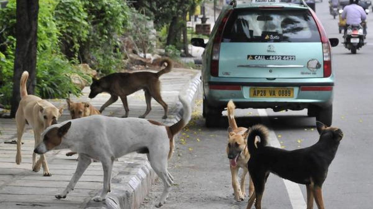 GHMC’s ABC fails to curb stray dog menace The Hindu