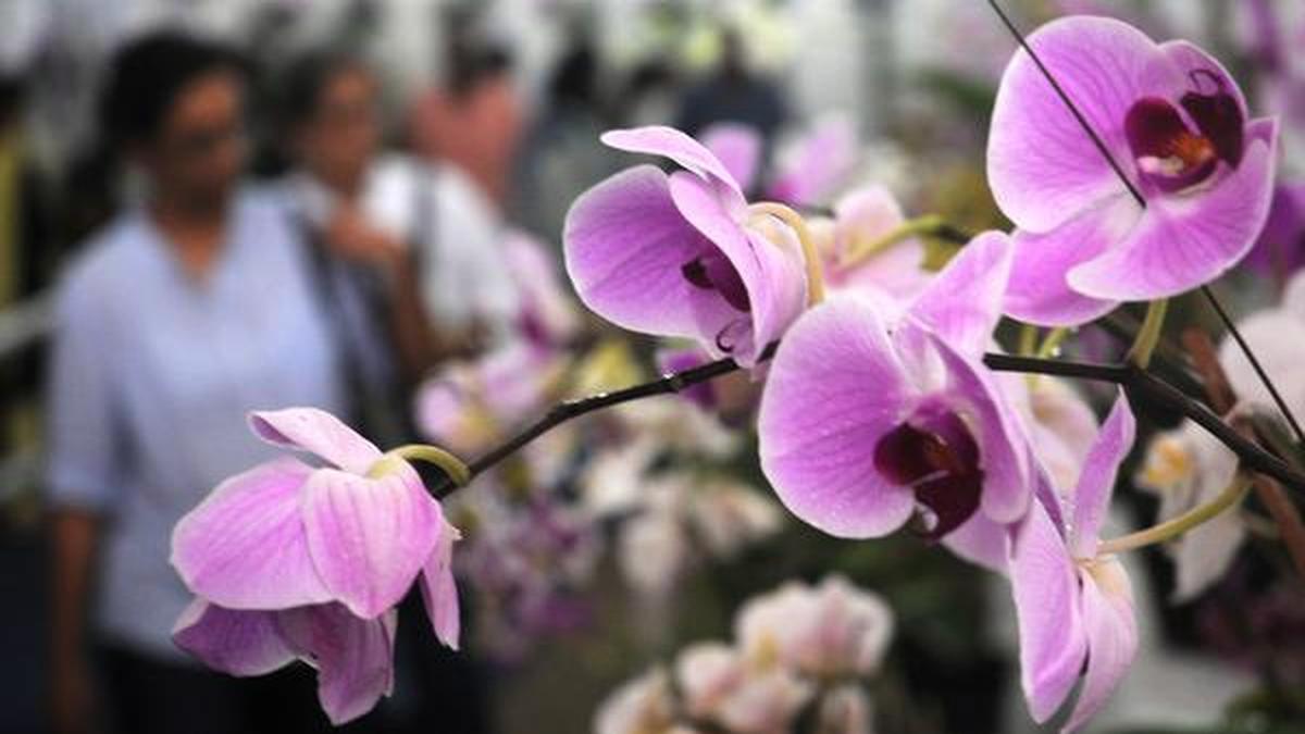 Farmers swear by orchid’s blooming prospects The Hindu