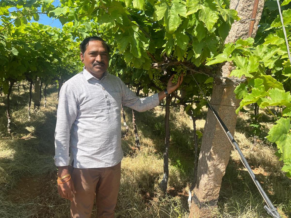 K Chandra Mohan Reddy, one of earliest cultivators of grapes in Mudichinthalpally, Medchal Malkajgiri district, standing at his farm.