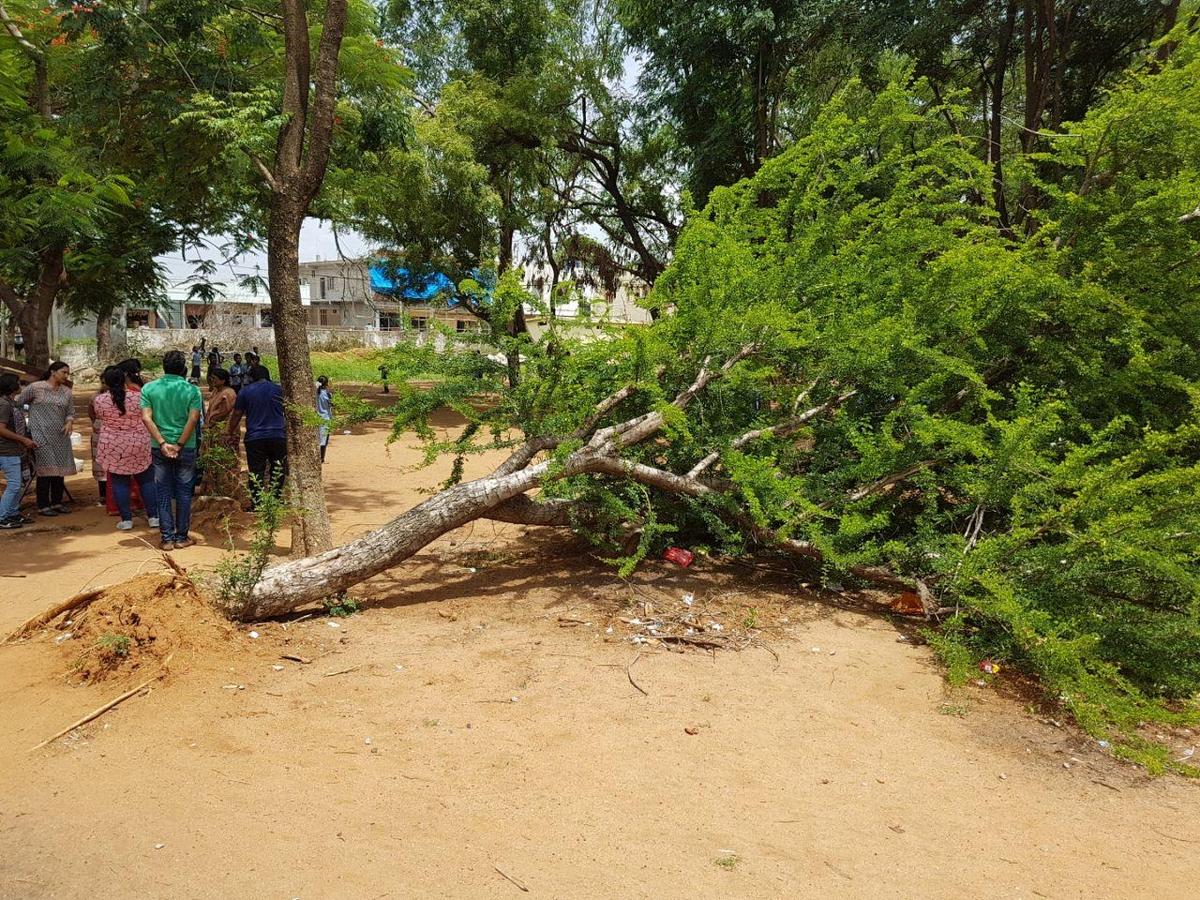 On Nature Conservation Day, schoolchildren in Telangana tie rakhee to beloved  tree - The Hindu