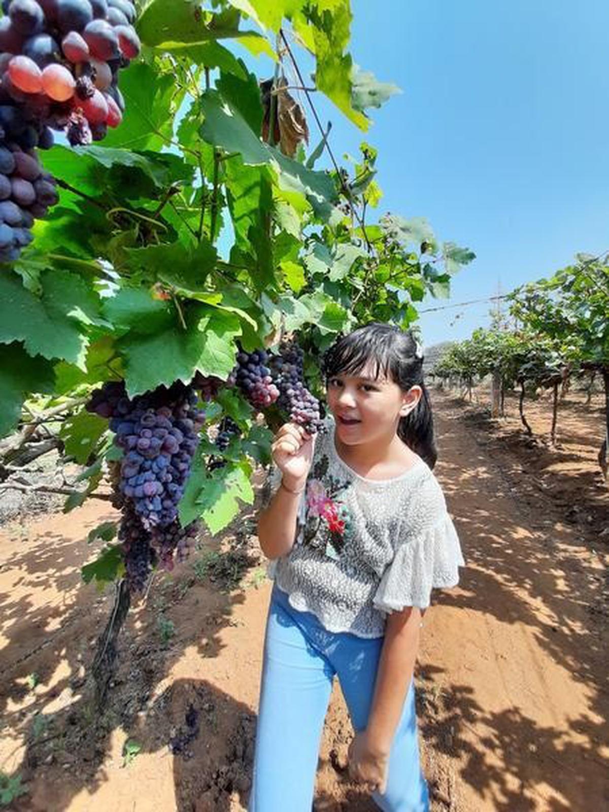 Grape farm deals near me