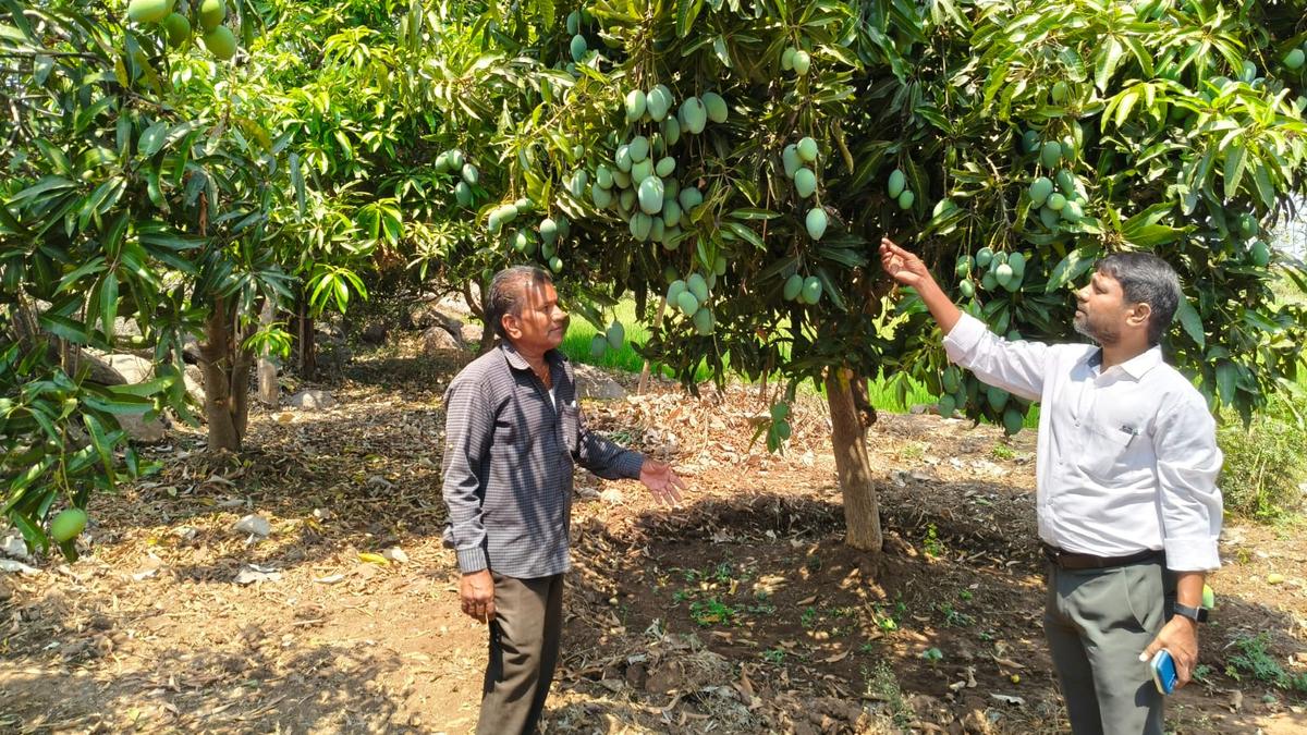 Why farmers in Telangana’s Jagtial did not pluck mangoes in the last cycle?