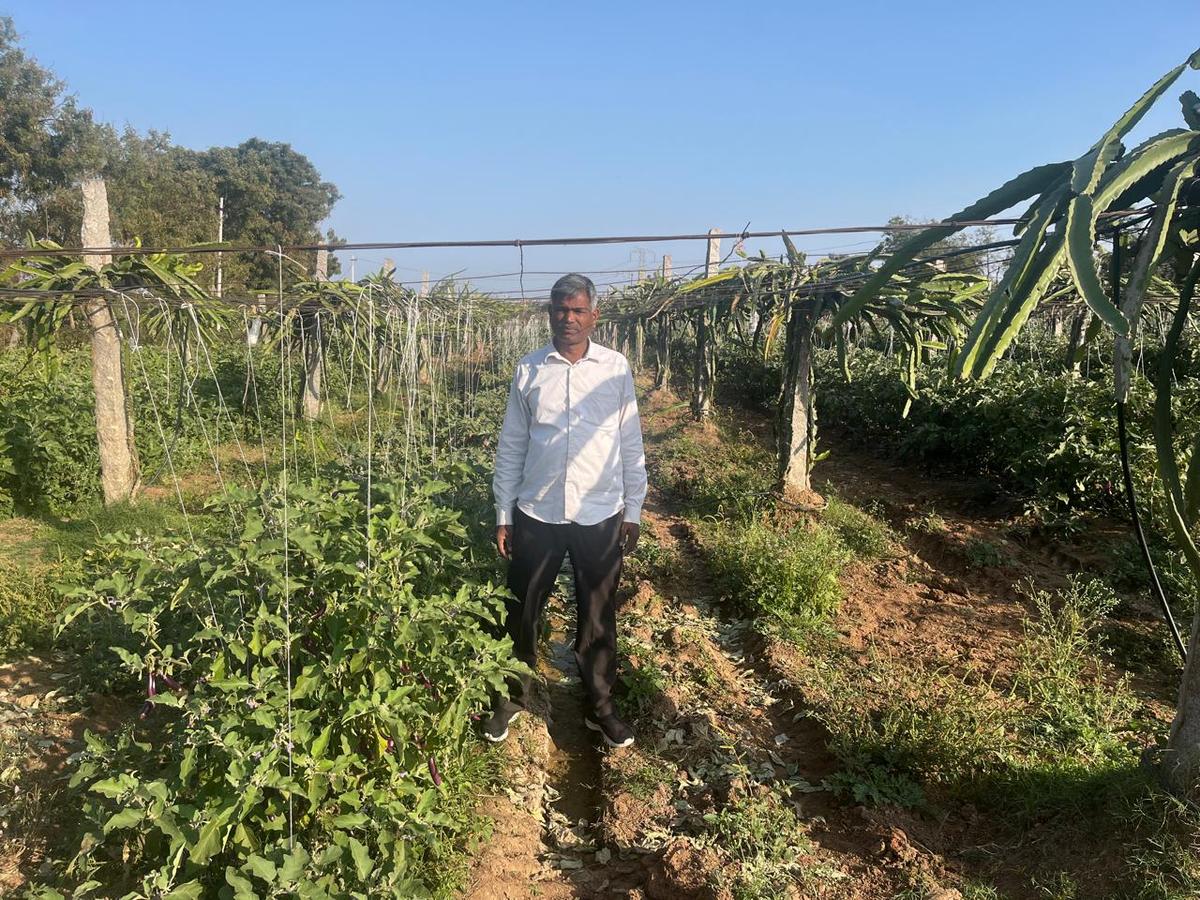 Sripathi Ponnaiah standing under a trellis set up around three decades ago, with dragon fruits on trellis and brinjal crop under it. He said the framework, set up once using stone pillars and good steel wires, lasts for over 50 years. 