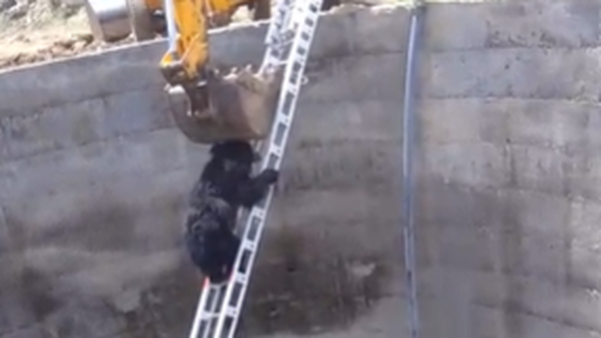 Sloth bear falls into 40 feet well in Adilabad, rescued 