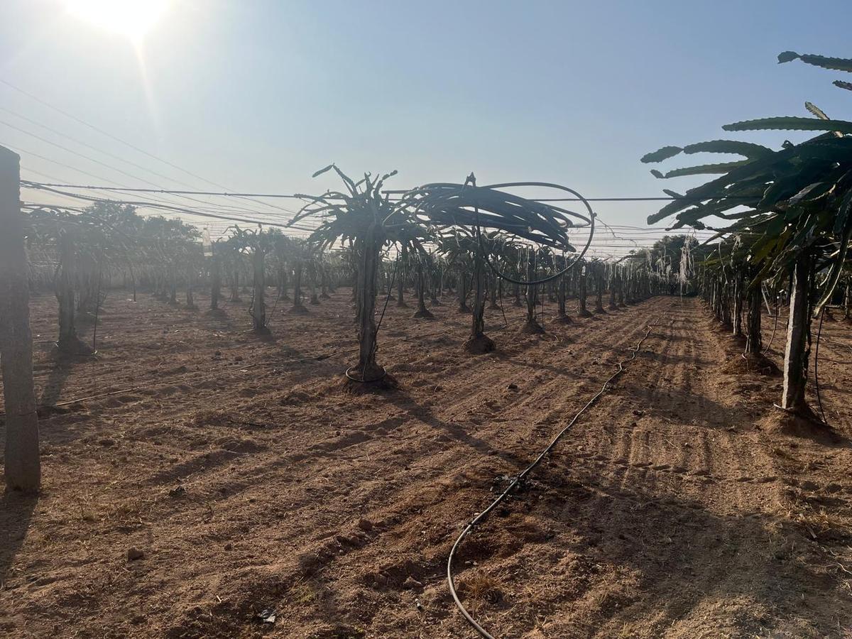 Symmetry is maintained in laying trellis