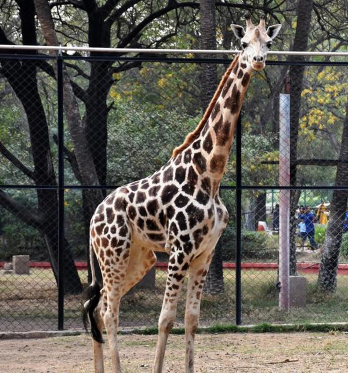 Young giraffe in Nehru Zoo dies of pneumonia - The Hindu