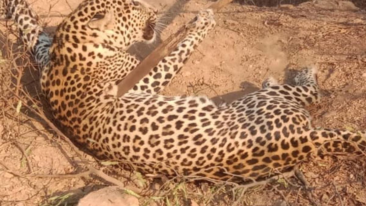 Poaching, burning of leopard come to light over a month after incident in Telangana’s Siddipet