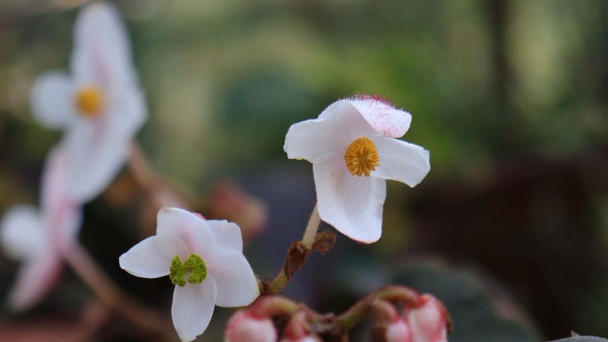 A new flowering plant found in Arunachal Pradesh is named after a Hyderabad scientist