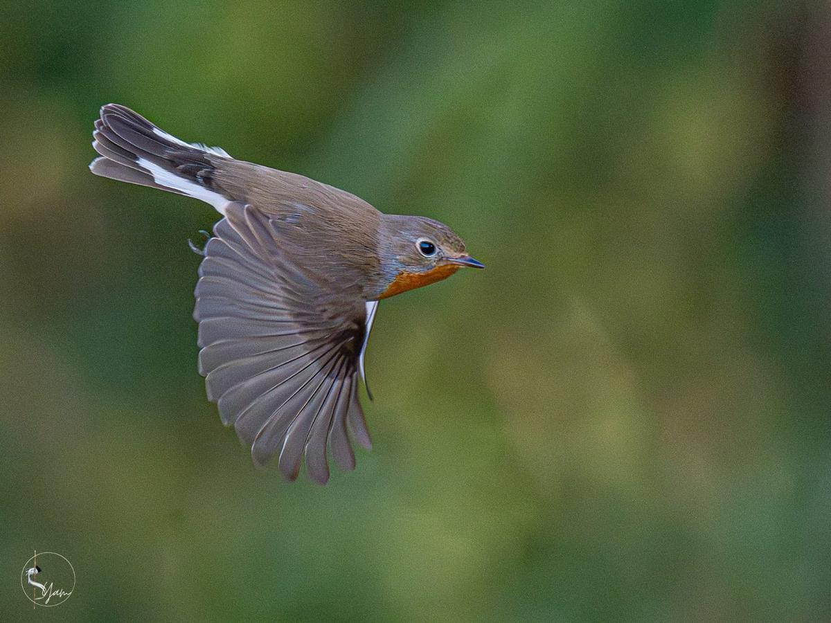 Photo of the 12-cm Red-breasted Flycatcher spotted in Ameenpur of Hyderabad  | Photo courtesy: Syam Sundar Potturi