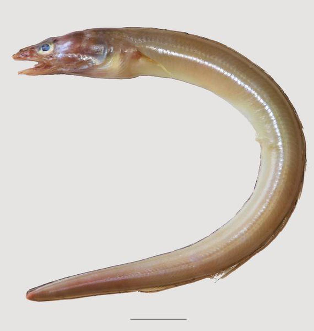 New eel species discovered - The Hindu