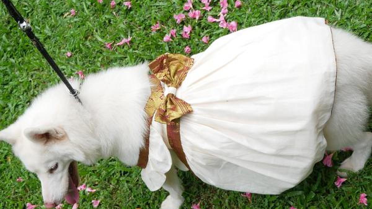 Dressing up pets for Onam The Hindu