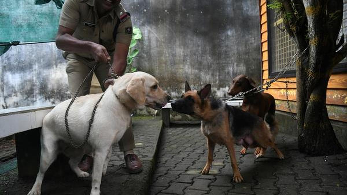 Dog breeding centre at Ernakulam district jail proves a hit The Hindu