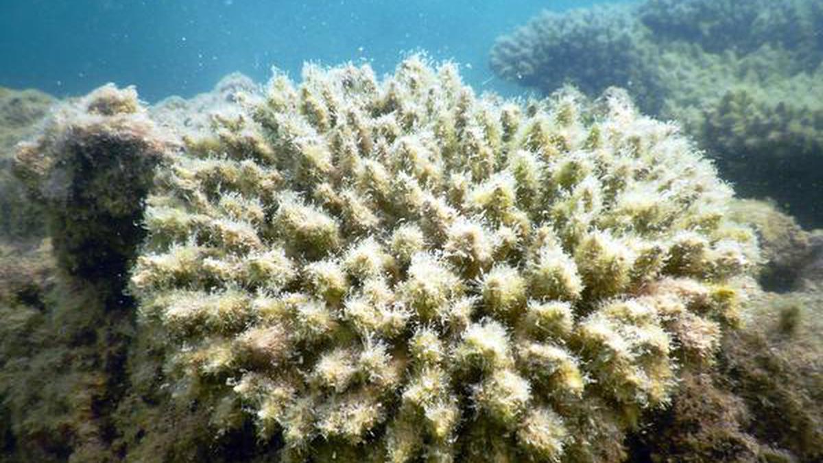 Algal bloom affects coral reef ecosystem in Gulf of Mannar - The Hindu