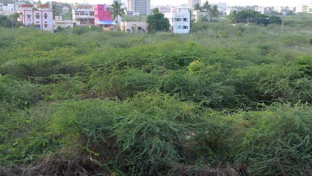 HC orders removal of Karuvelam trees The Hindu