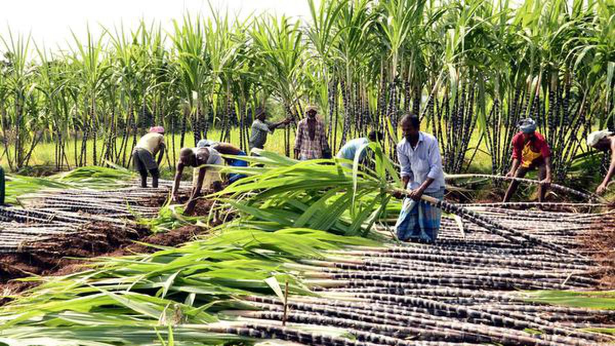 Low yield, cut in price, cash crisis hit cane growers - The Hindu