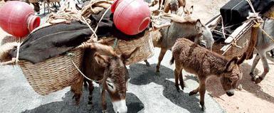 Use of donkeys to carry load on Sathuragiri restrained - The Hindu