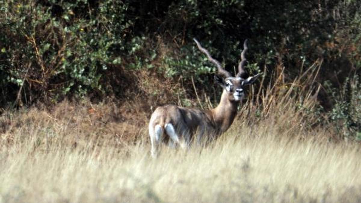Spike in blackbuck population The Hindu