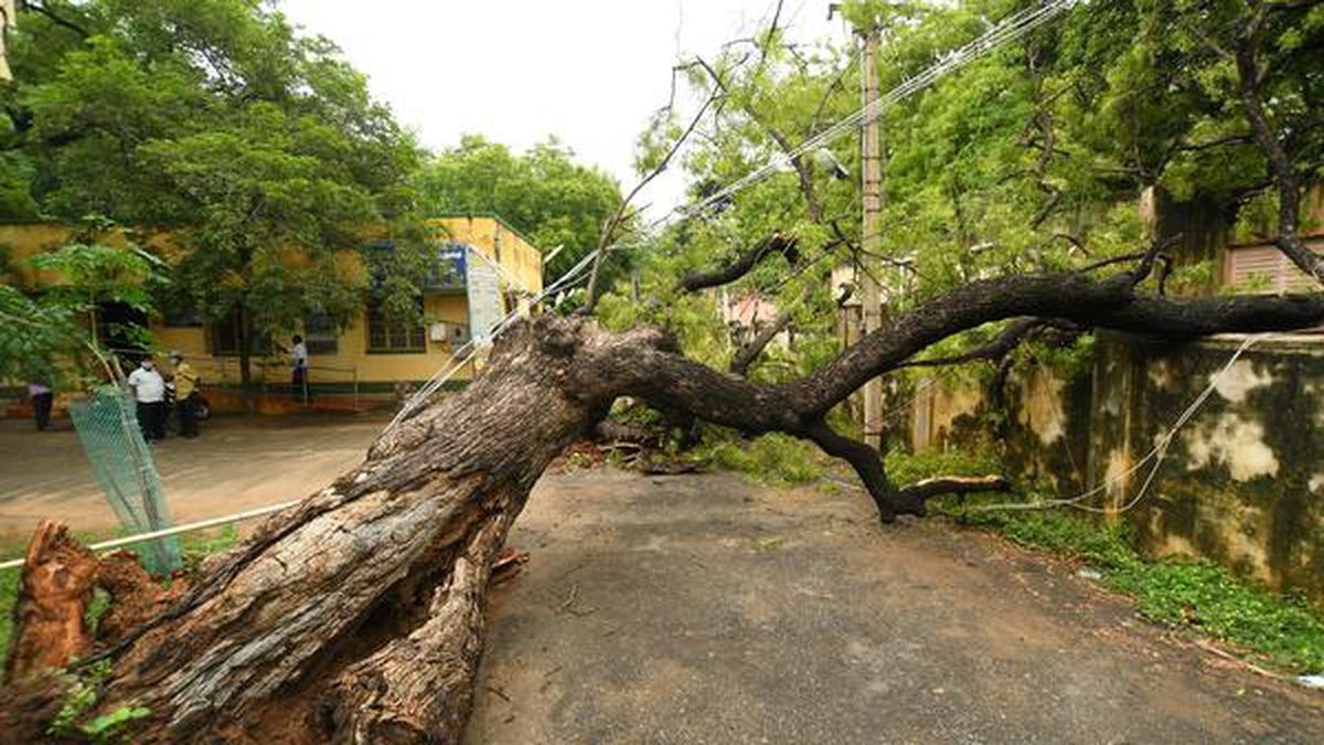 Big neem tree falls in rain, power supply disrupted - The Hindu