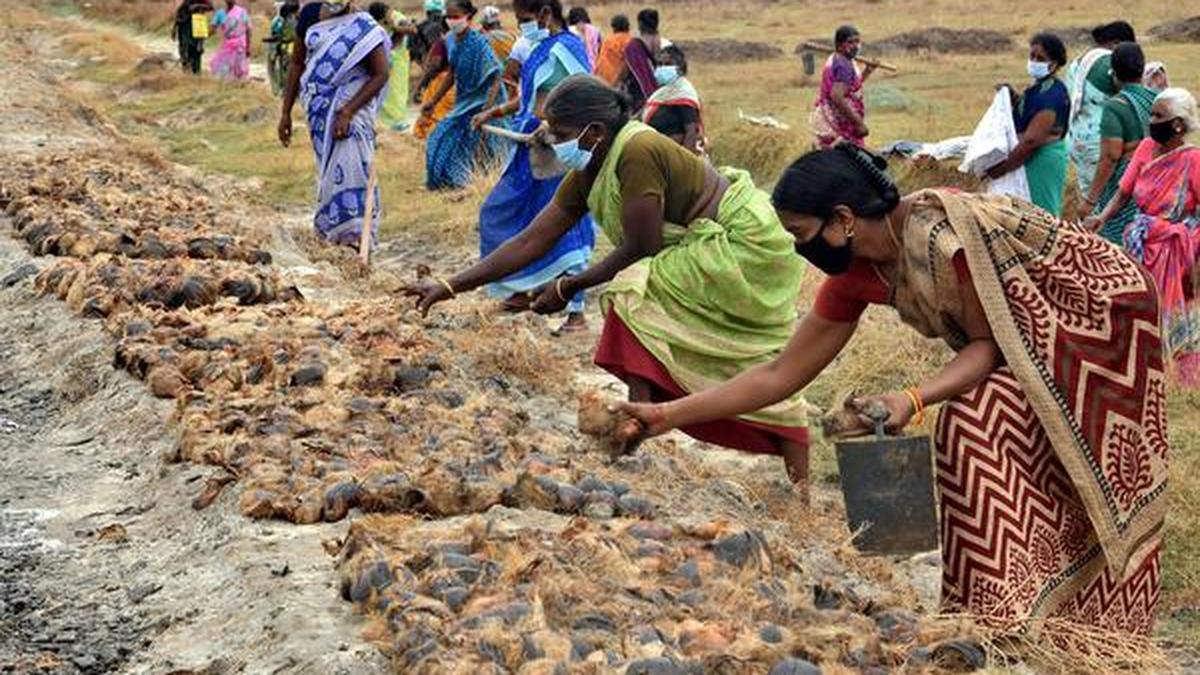Ramanathapuram sets a world record by sowing17,71,840 palmyra seeds ...