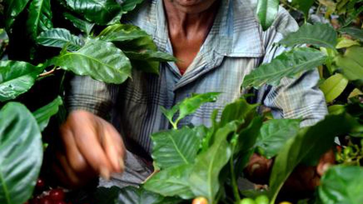 Karnataka coffee planters worried as rains play truant